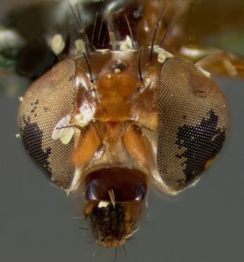 Media type: image;   Entomology 13324 Aspect: head frontal view